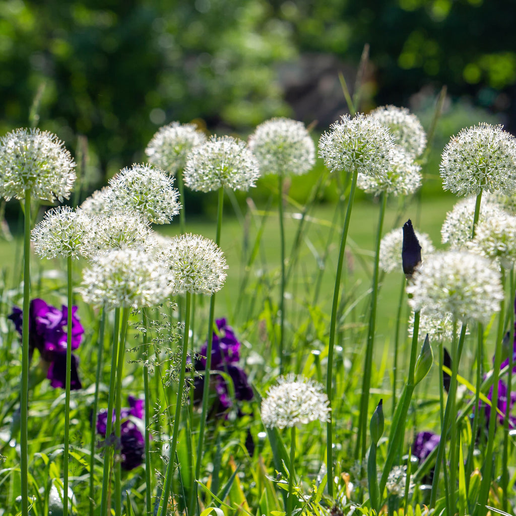 Lot De 3 Alliums Mount Everest – Plante D'Extérieur