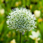 Lot De 3 Alliums Mount Everest – Plante D'Extérieur