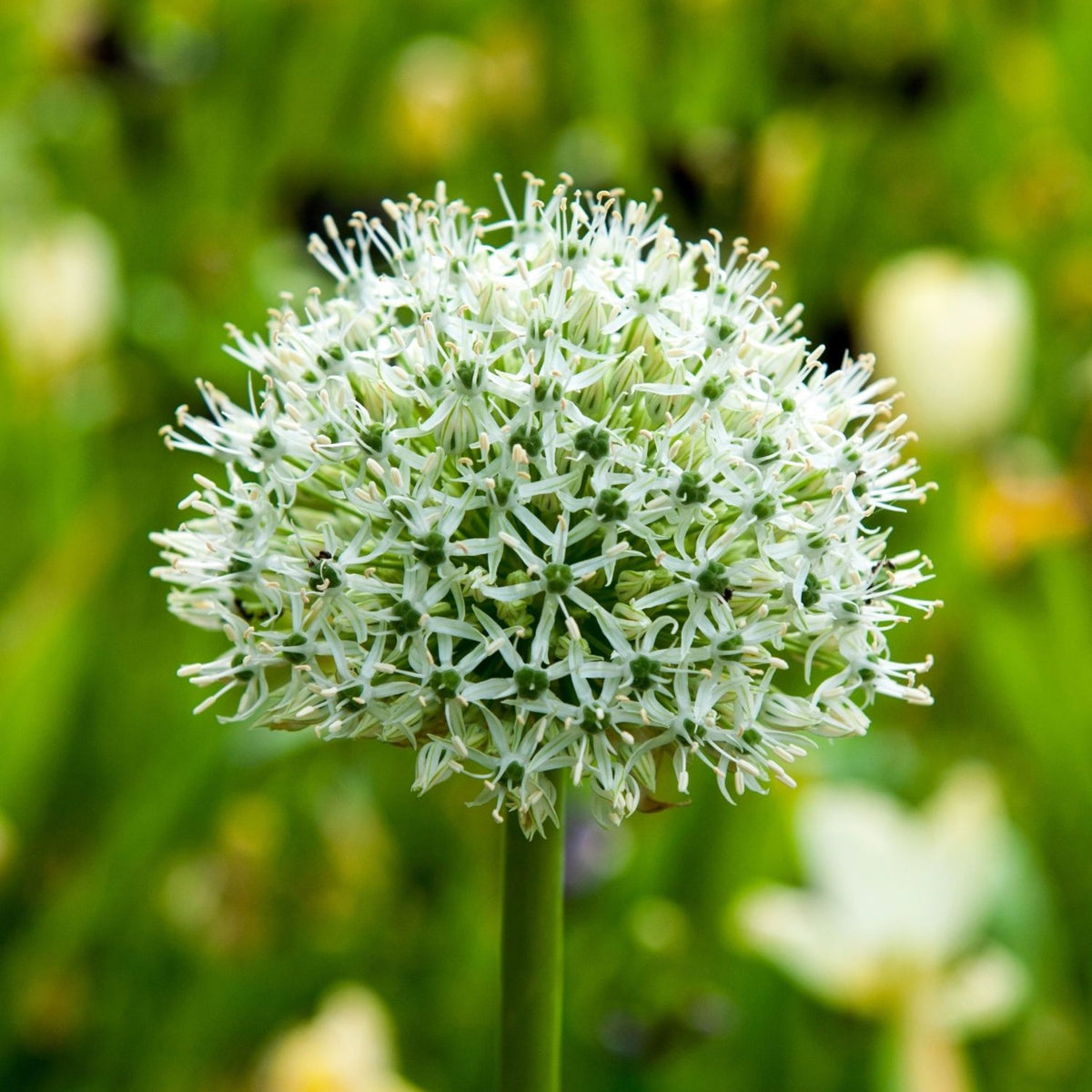 Lot De 3 Alliums Mount Everest – Plante D'Extérieur