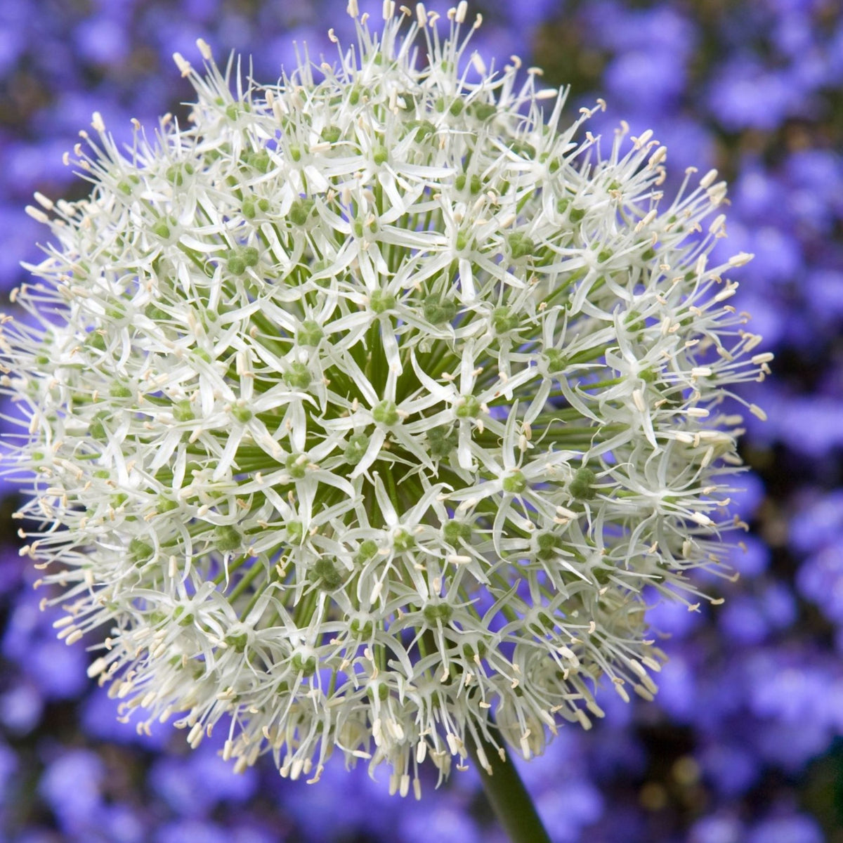 Lot De 3 Alliums Mount Everest – Plante D'Extérieur