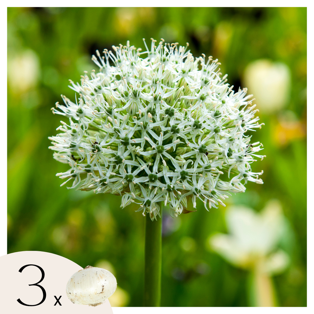 Lot De 3 Alliums Mount Everest – Plante D'Extérieur