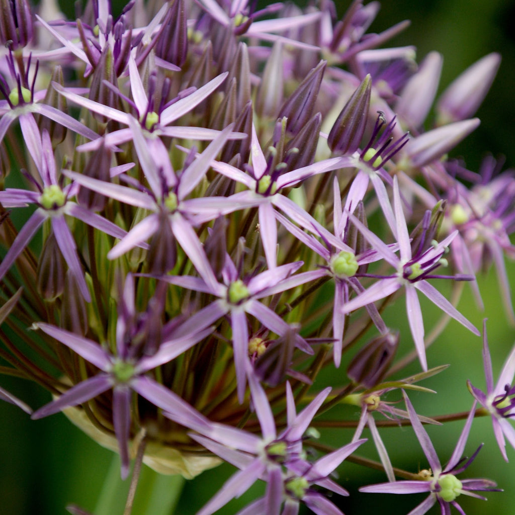 Set of 15 Allium Christophii – Outdoor Plant