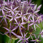 Set of 15 Allium Christophii – Outdoor Plant