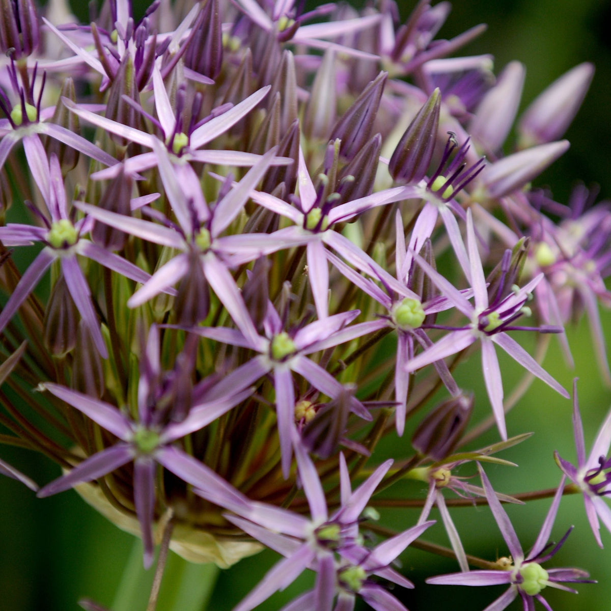 Set of 15 Allium Christophii – Outdoor Plant