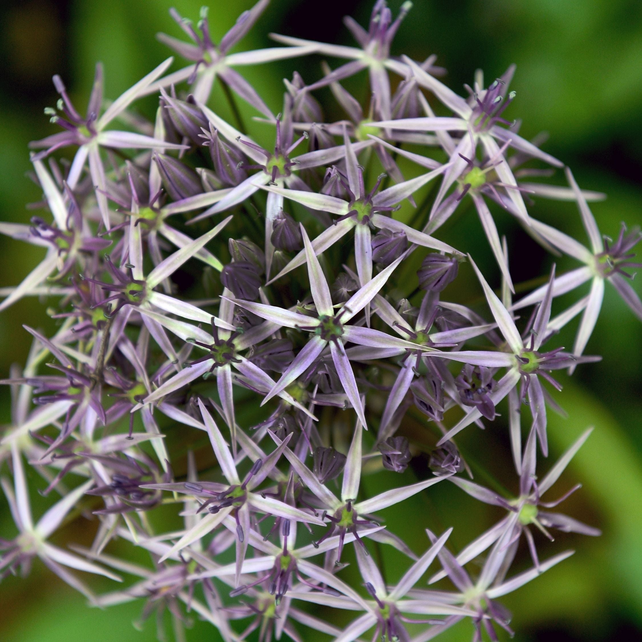 Set of 15 Allium Christophii – Outdoor Plant