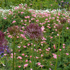 Set of 15 Allium Christophii – Outdoor Plant