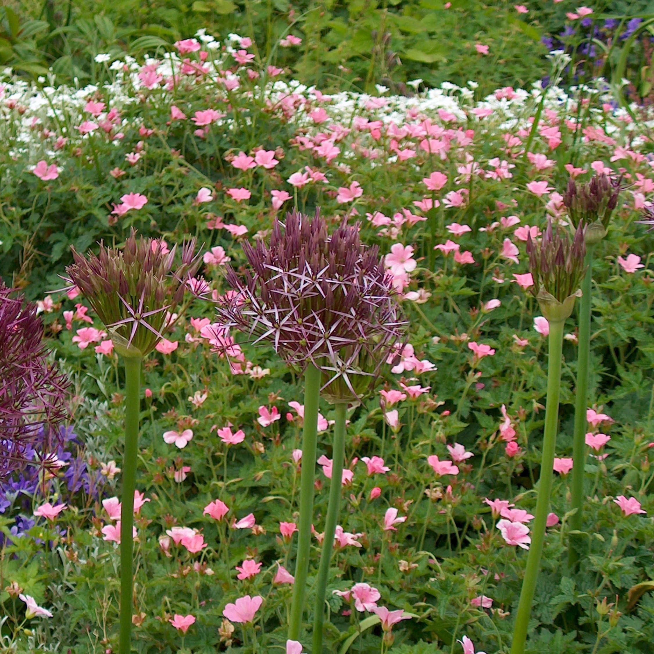 Set of 15 Allium Christophii – Outdoor Plant