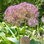 Set of 15 Allium Christophii – Outdoor Plant