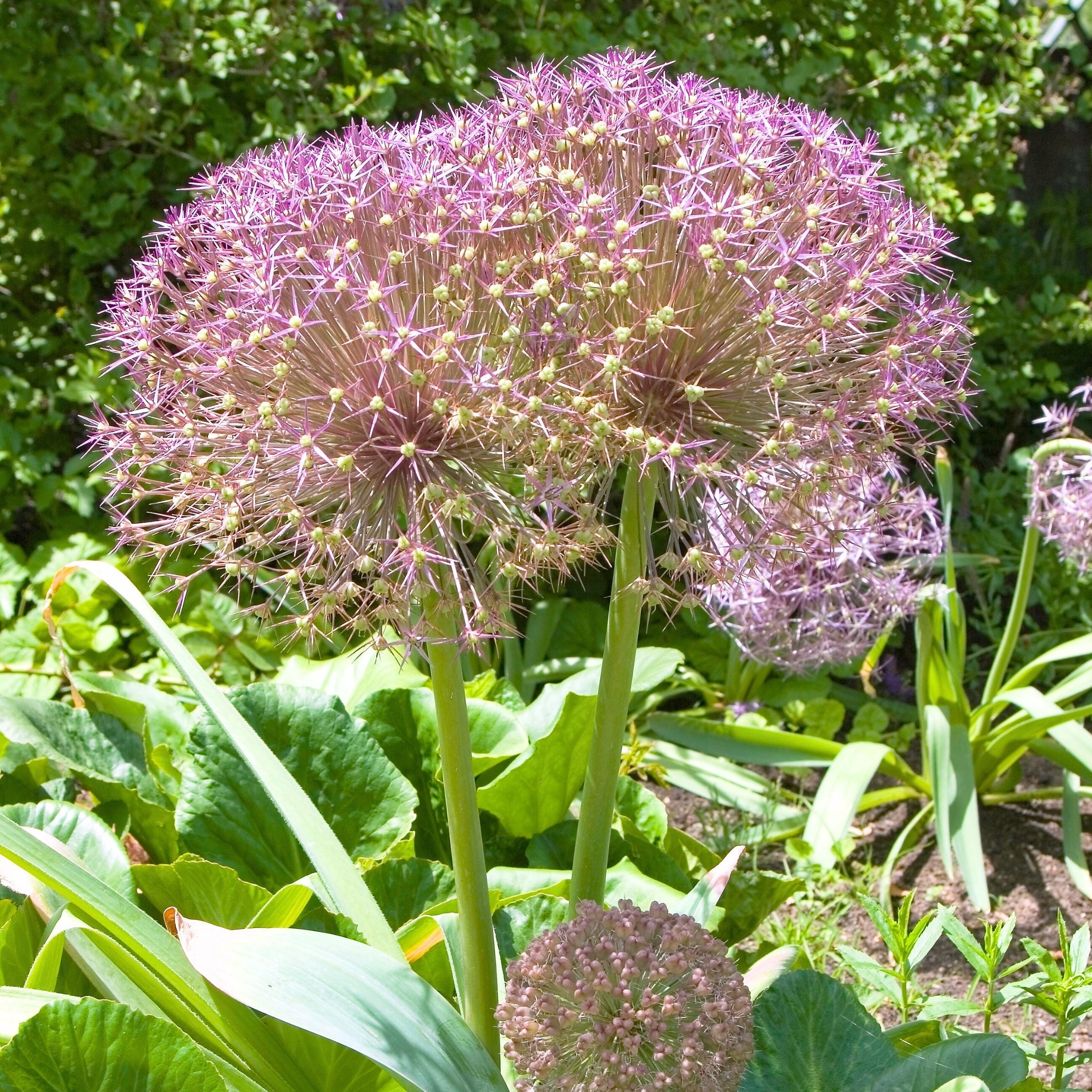Set of 15 Allium Christophii – Outdoor Plant