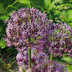 Set of 15 Allium Christophii – Outdoor Plant