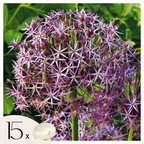 Set of 15 Allium Christophii – Outdoor Plant