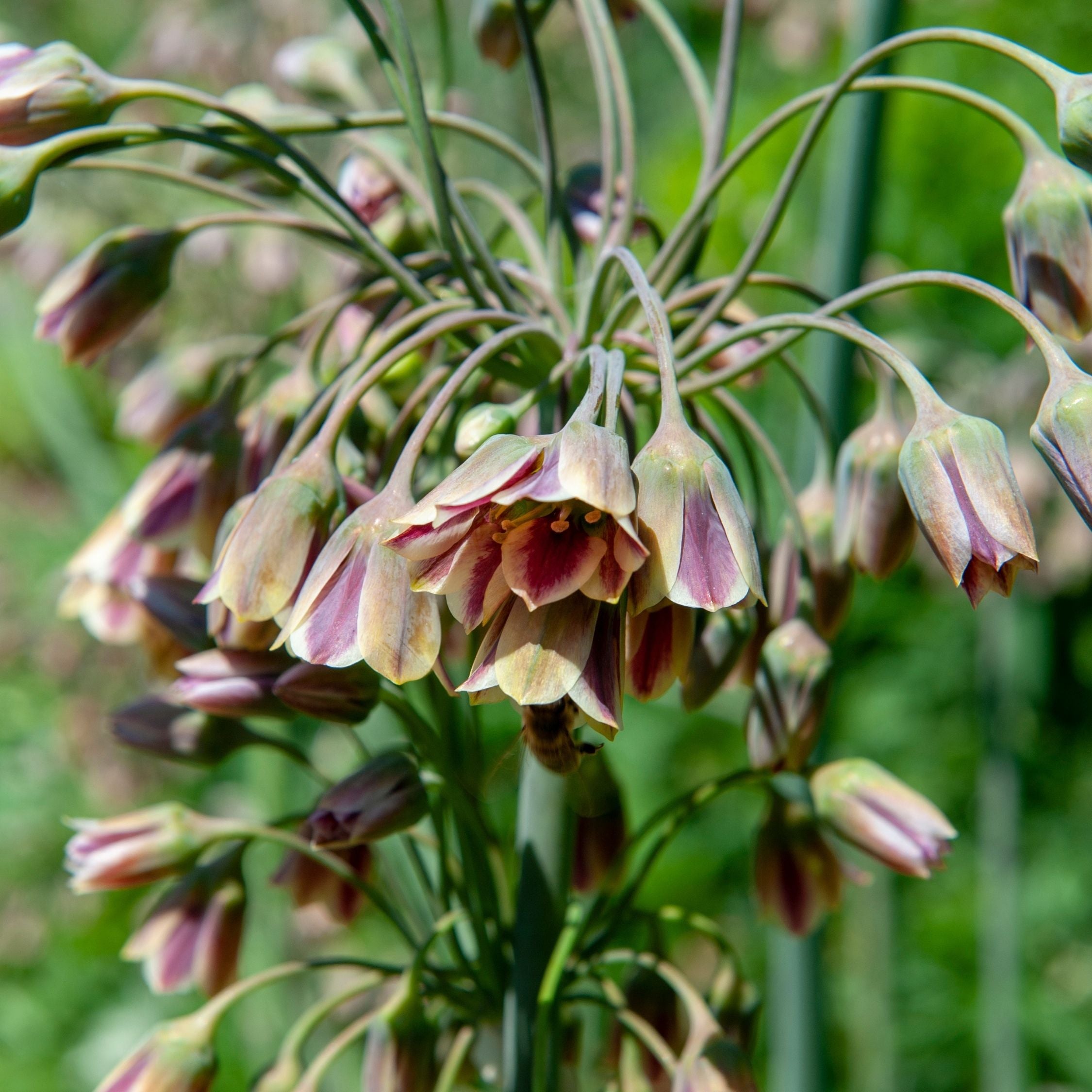 Lote de 30 Alliums Nectaroscordum – Planta de exterior
