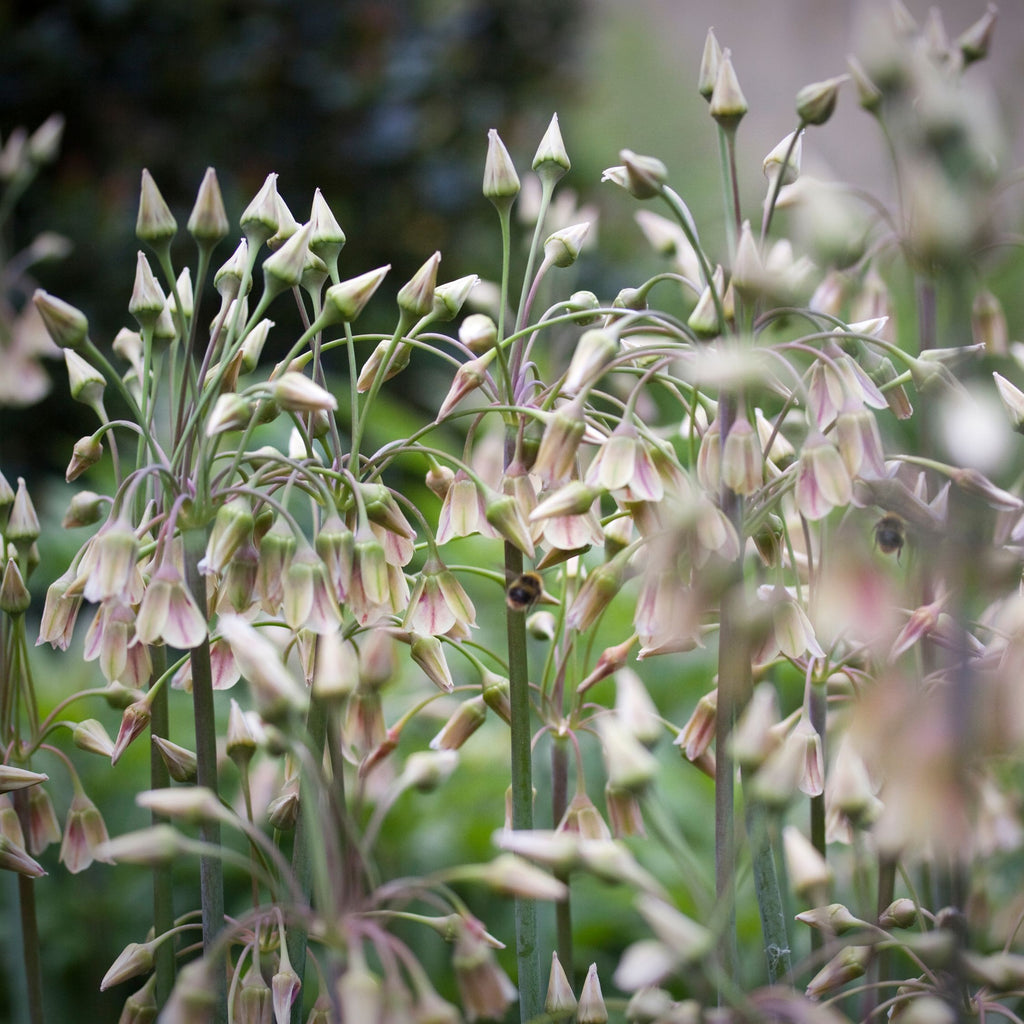 Lote de 30 Alliums Nectaroscordum – Planta de exterior