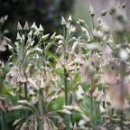 Lote de 30 Alliums Nectaroscordum – Planta de exterior