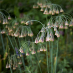 Lote de 30 Alliums Nectaroscordum – Planta de exterior