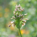 Lote de 30 Alliums Nectaroscordum – Planta de exterior