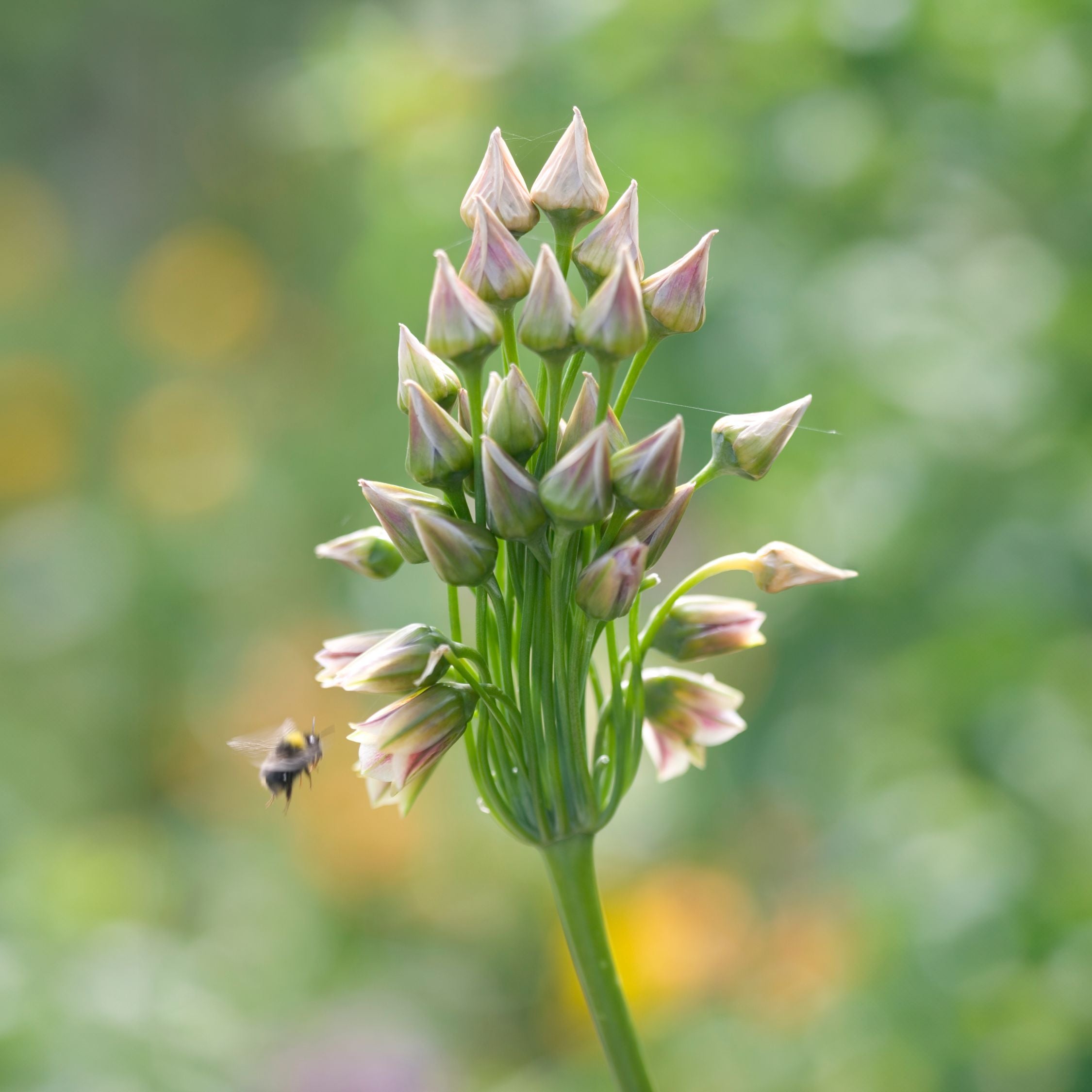 Lote de 30 Alliums Nectaroscordum – Planta de exterior