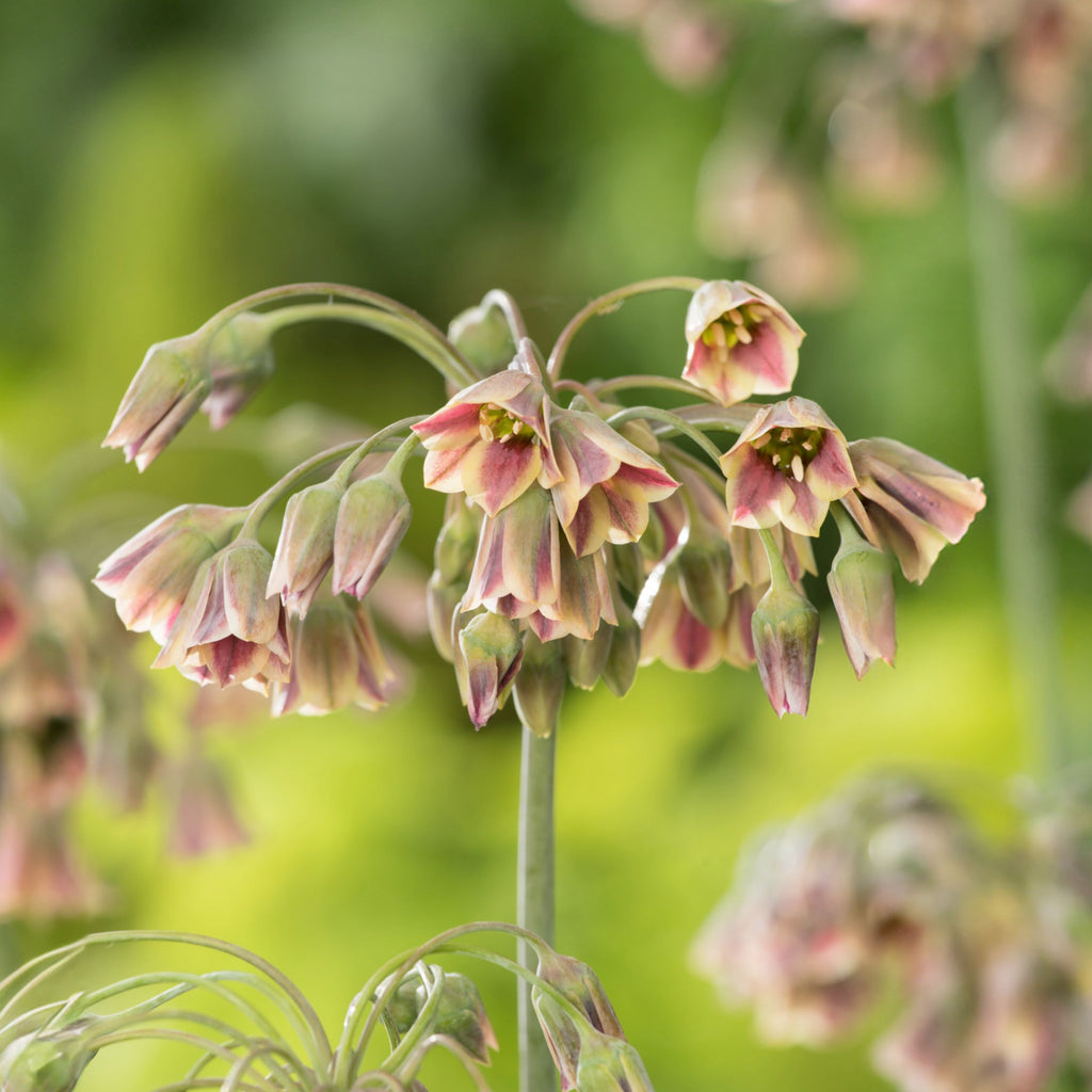 Lote de 30 Alliums Nectaroscordum – Planta de exterior