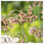 Lote de 30 Alliums Nectaroscordum – Planta de exterior