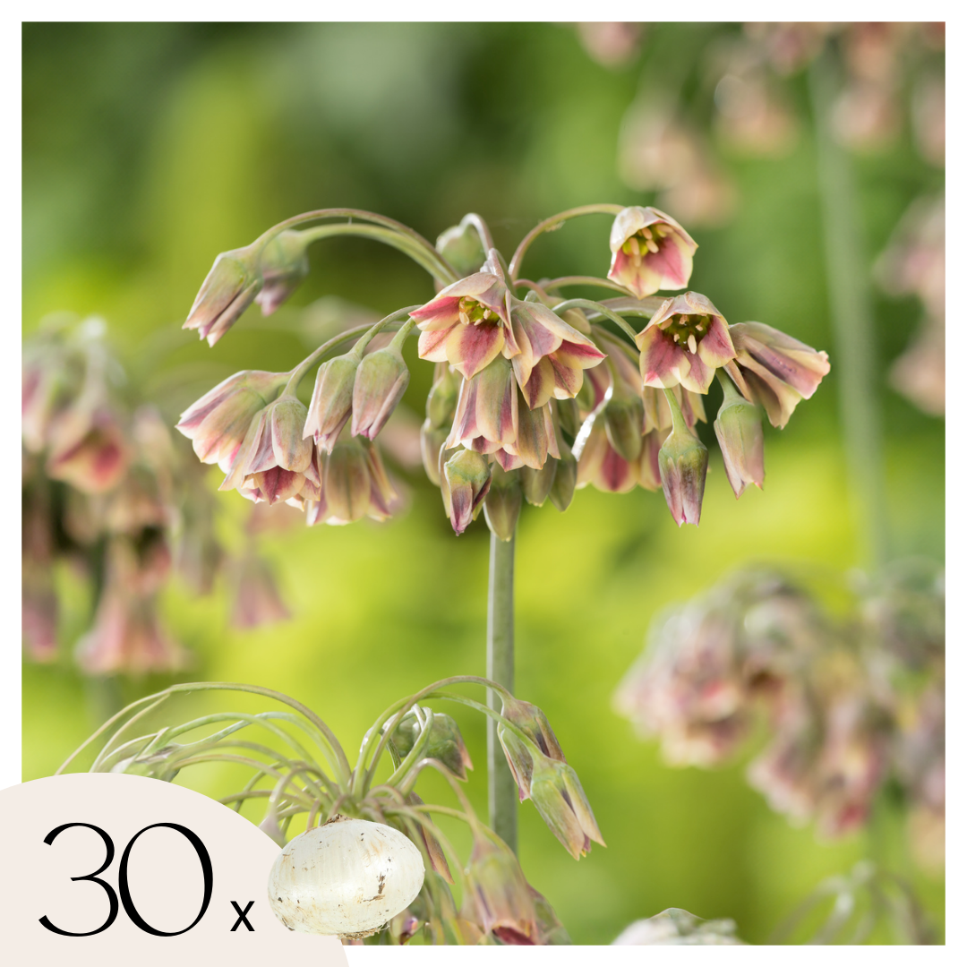 Lote de 30 Alliums Nectaroscordum – Planta de exterior