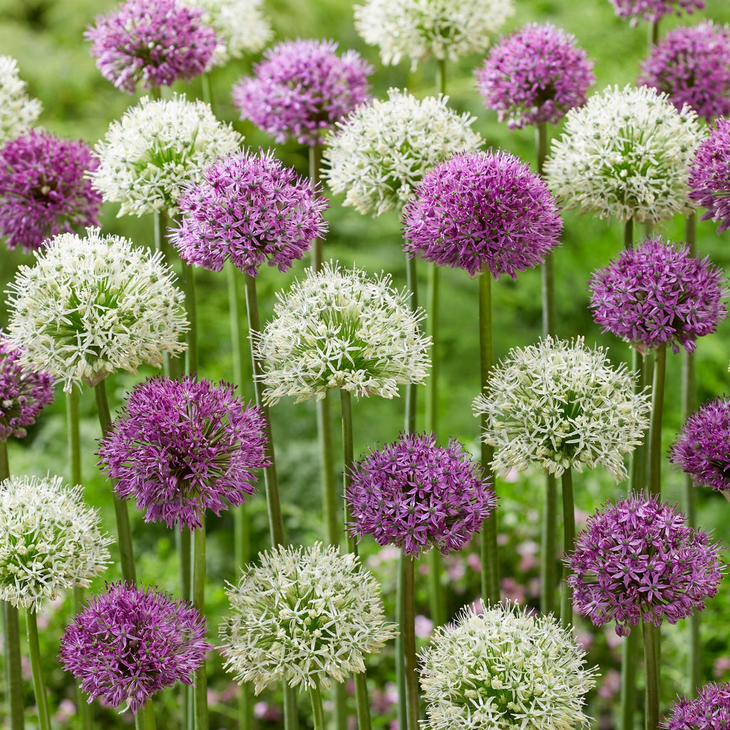 Lot De 15 Alliums Violet Et Blanc – Plante D'Extérieur