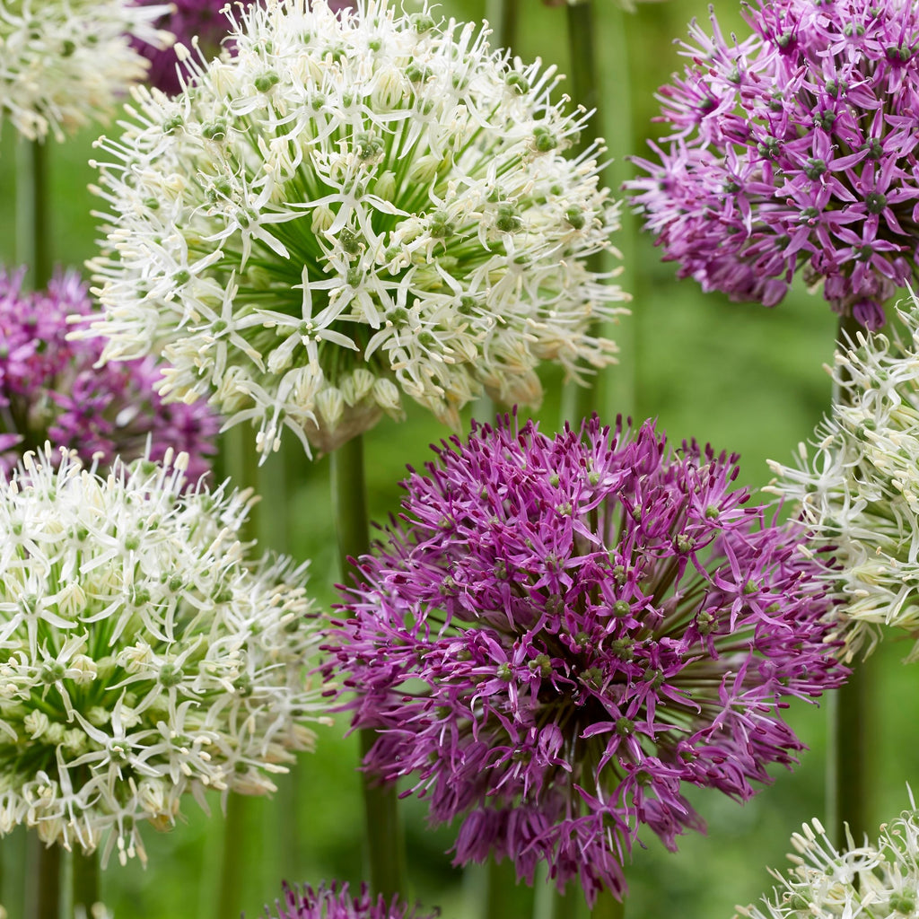 Lot De 15 Alliums Violet Et Blanc – Plante D'Extérieur