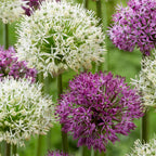 Lot De 15 Alliums Violet Et Blanc – Plante D'Extérieur