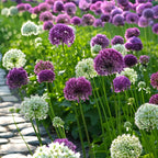 Lot De 15 Alliums Violet Et Blanc – Plante D'Extérieur