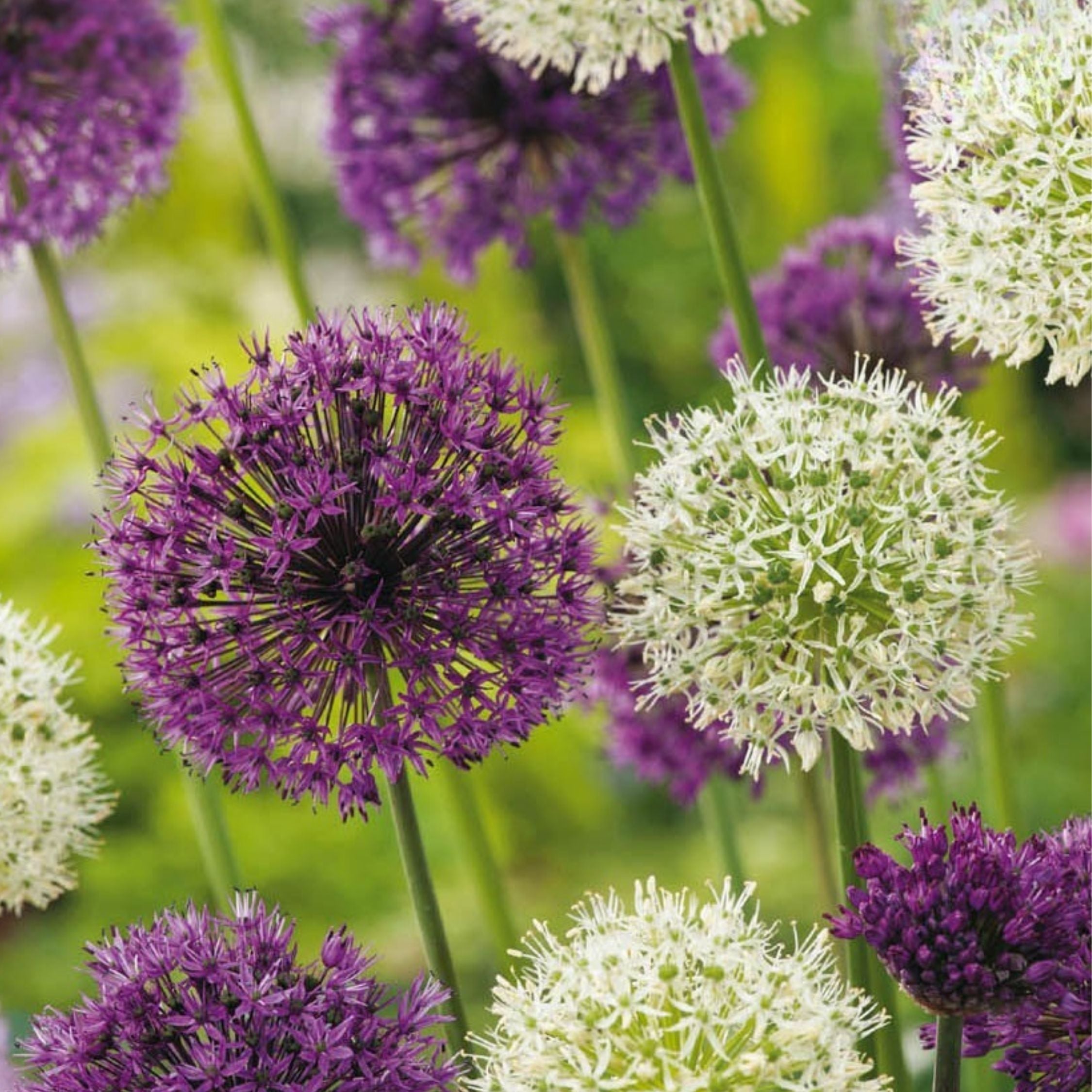 Lot De 15 Alliums Violet Et Blanc – Plante D'Extérieur