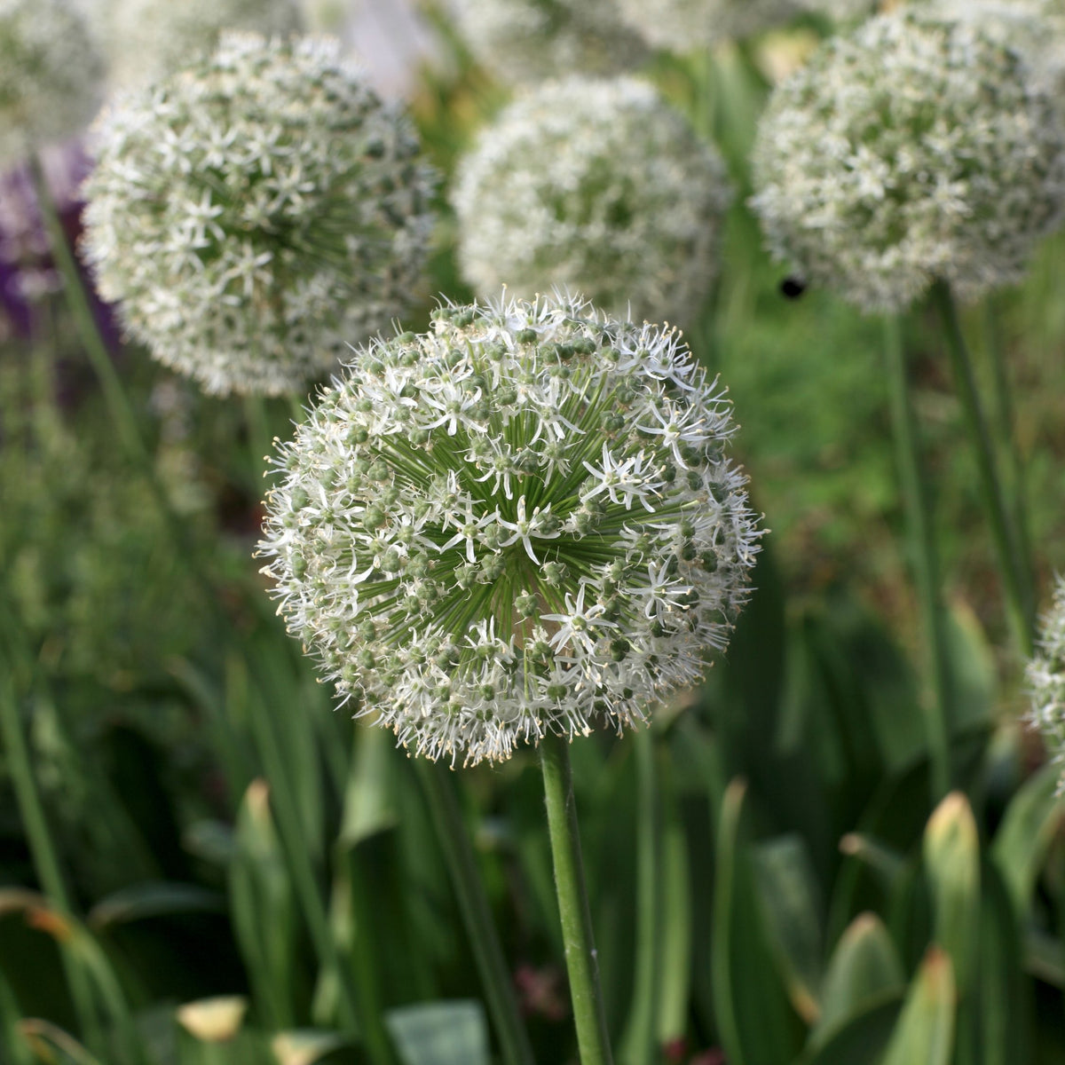 Lot De 15 Alliums Violet Et Blanc – Plante D'Extérieur