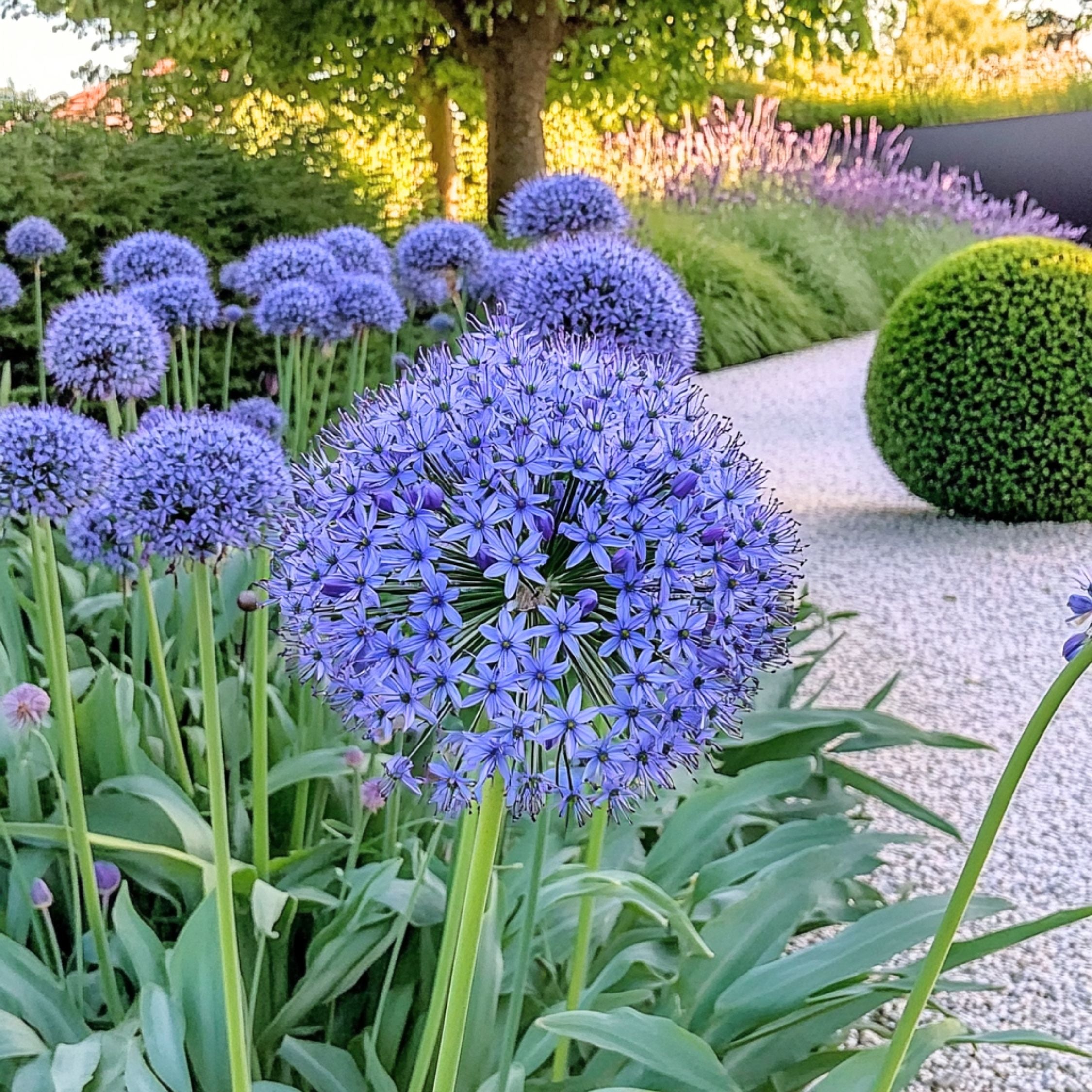 Lot De 40 Alliums Caeruleum – Plante D'Extérieur