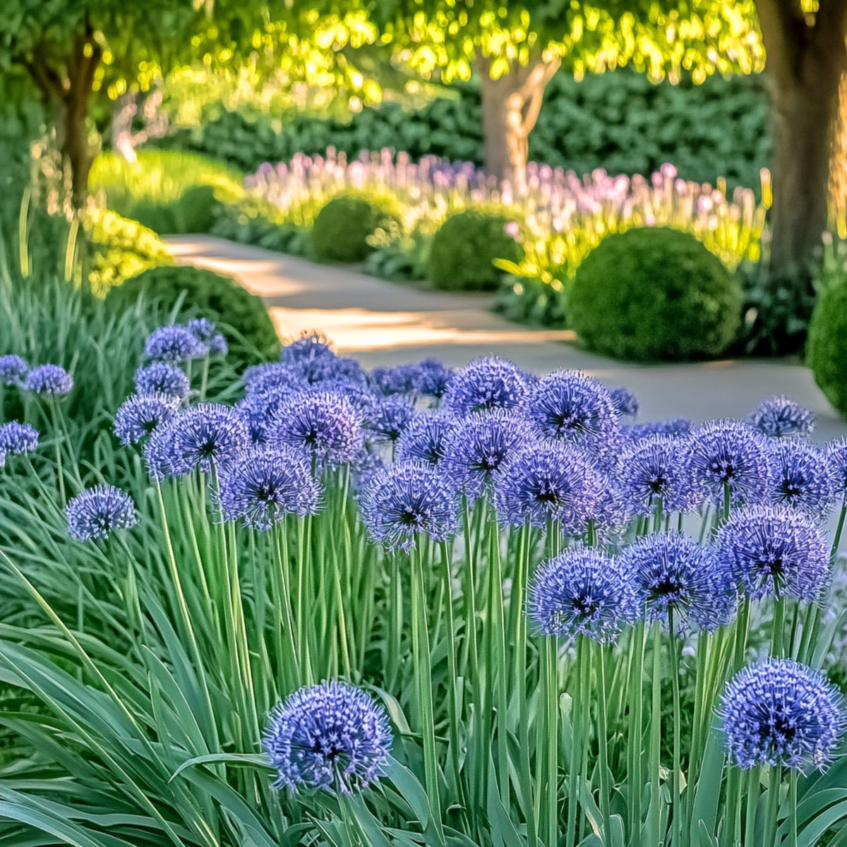 Lot De 40 Alliums Caeruleum – Plante D'Extérieur
