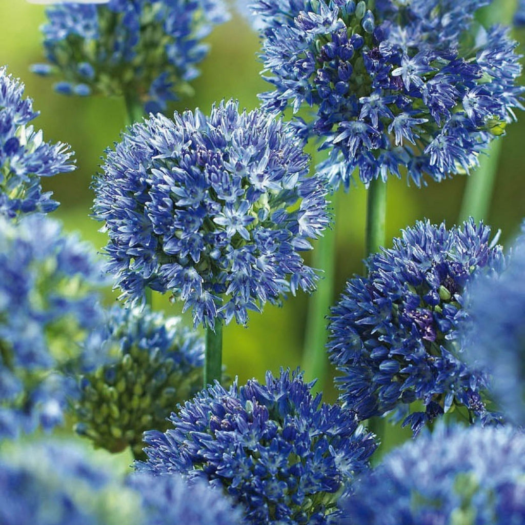 Lot De 40 Alliums Caeruleum – Plante D'Extérieur