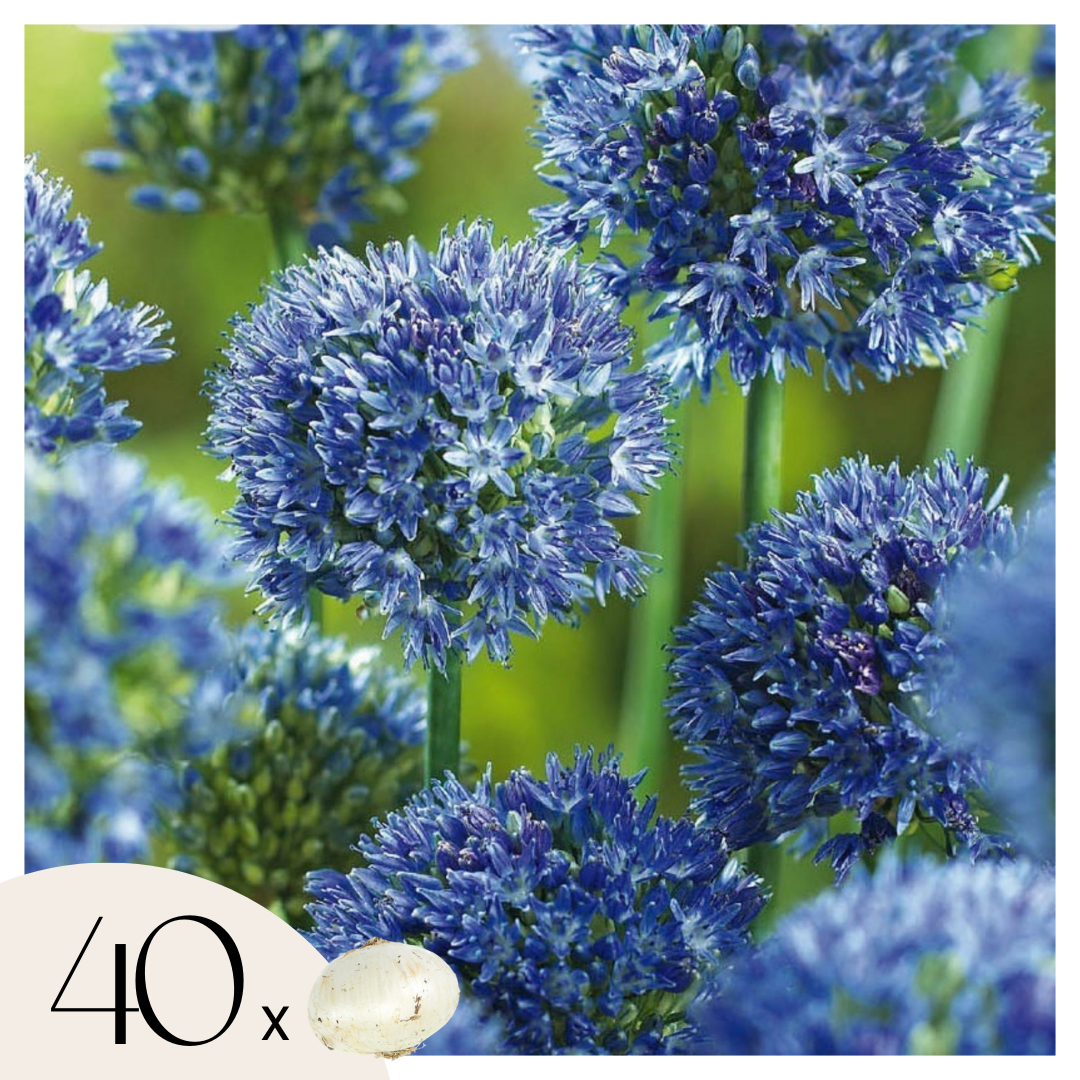 Lot De 40 Alliums Caeruleum – Plante D'Extérieur
