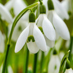 Set of 50 Elwesii Snowdrops – Outdoor Plant