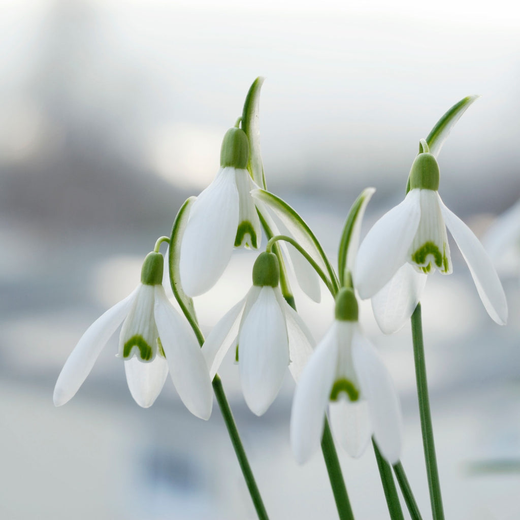 Set of 50 Elwesii Snowdrops – Outdoor Plant