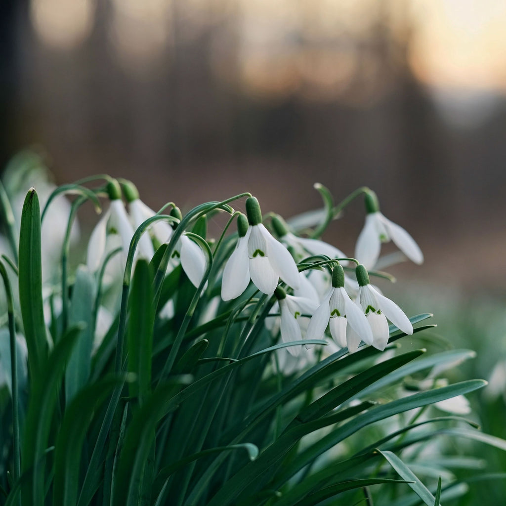Set of 50 Elwesii Snowdrops – Outdoor Plant