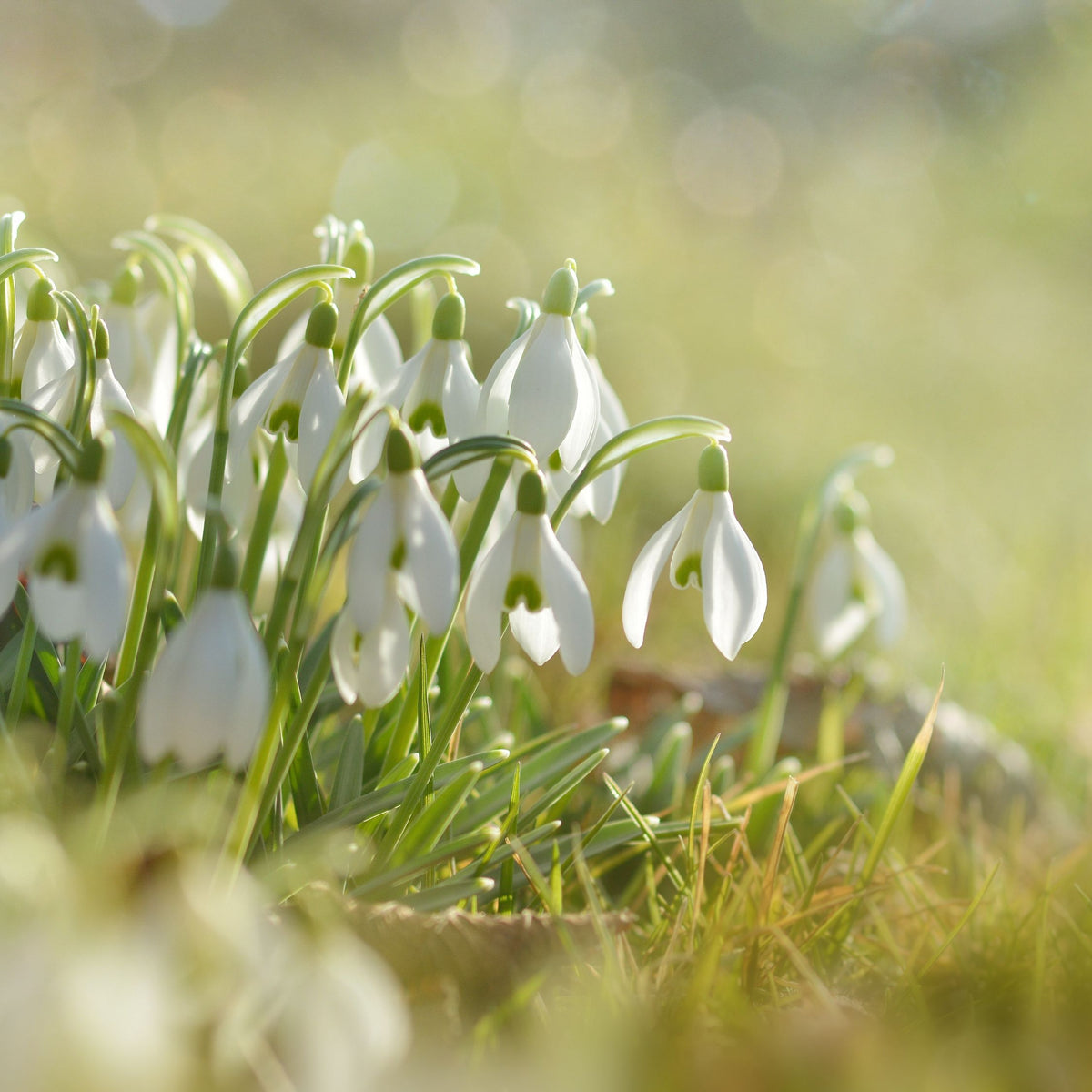 Set of 50 Elwesii Snowdrops – Outdoor Plant
