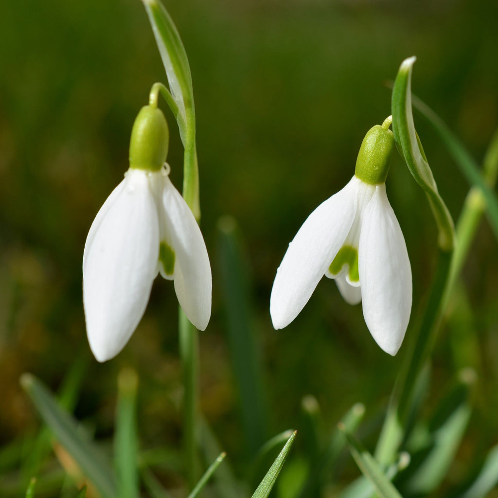 Set of 50 Elwesii Snowdrops – Outdoor Plant