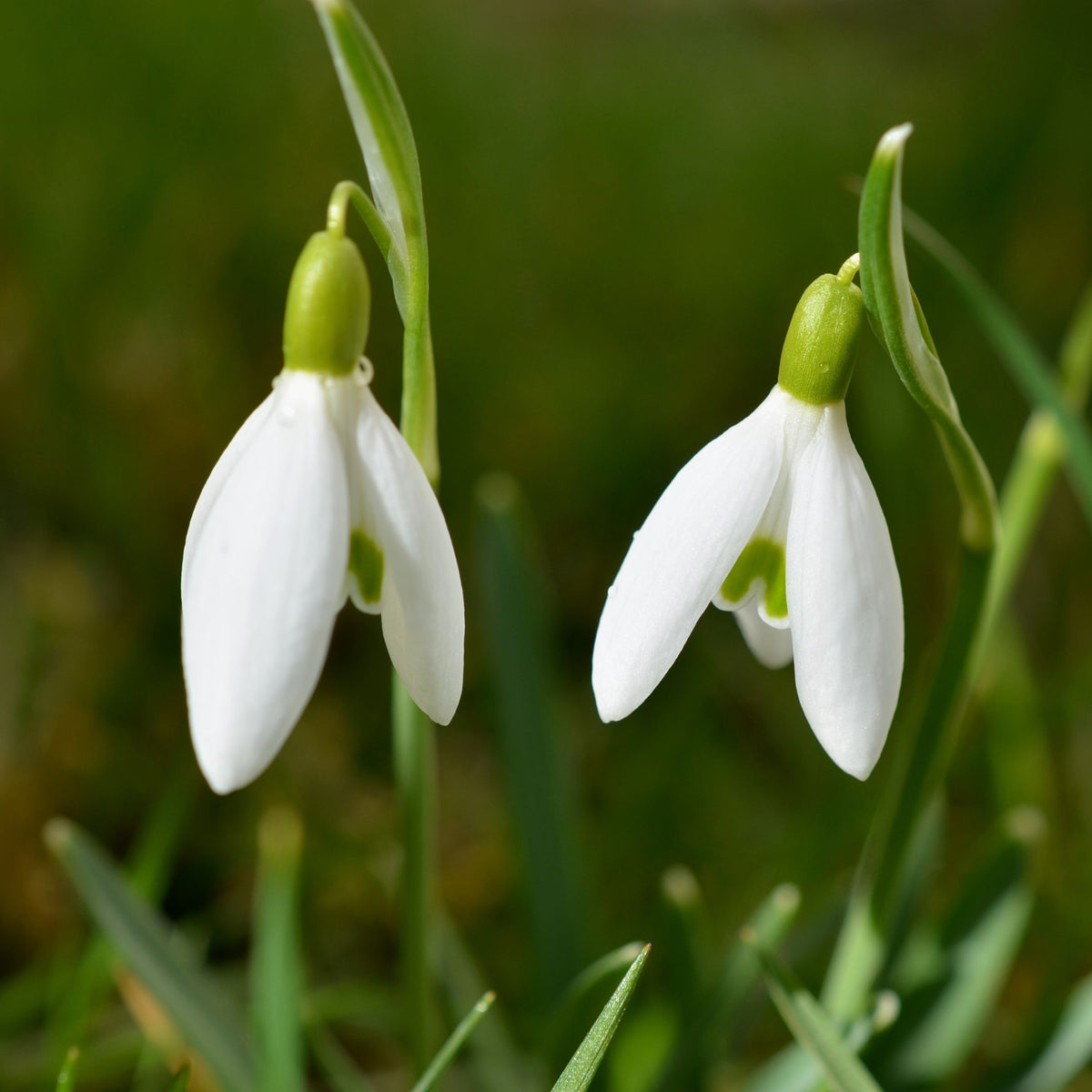 Set of 50 Elwesii Snowdrops – Outdoor Plant