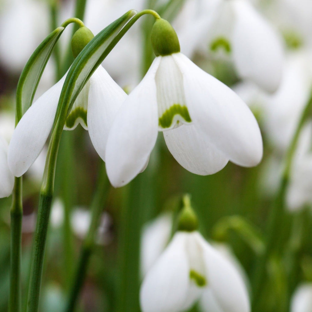 Set of 50 Elwesii Snowdrops – Outdoor Plant