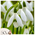 Set of 50 Elwesii Snowdrops – Outdoor Plant