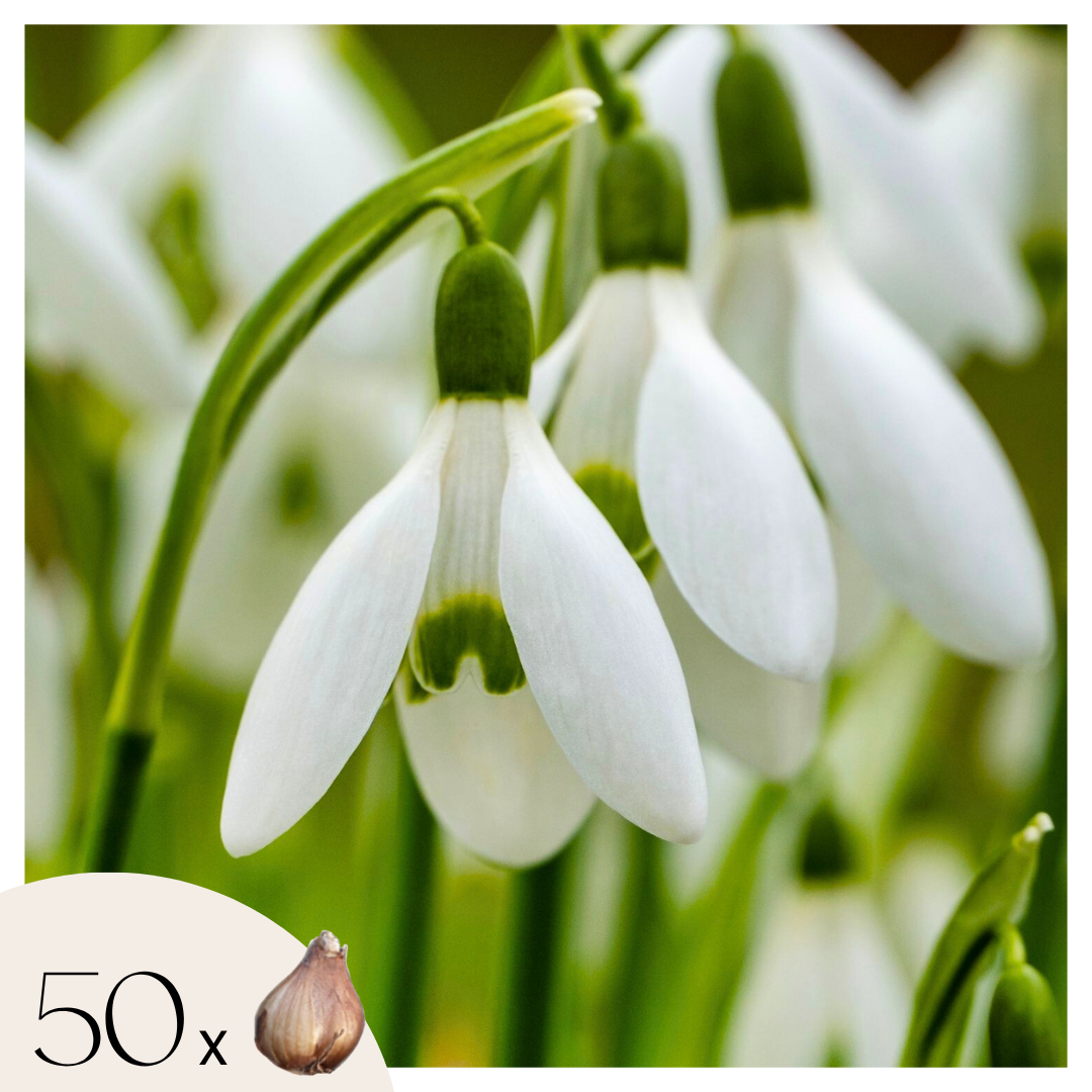 Set of 50 Elwesii Snowdrops – Outdoor Plant