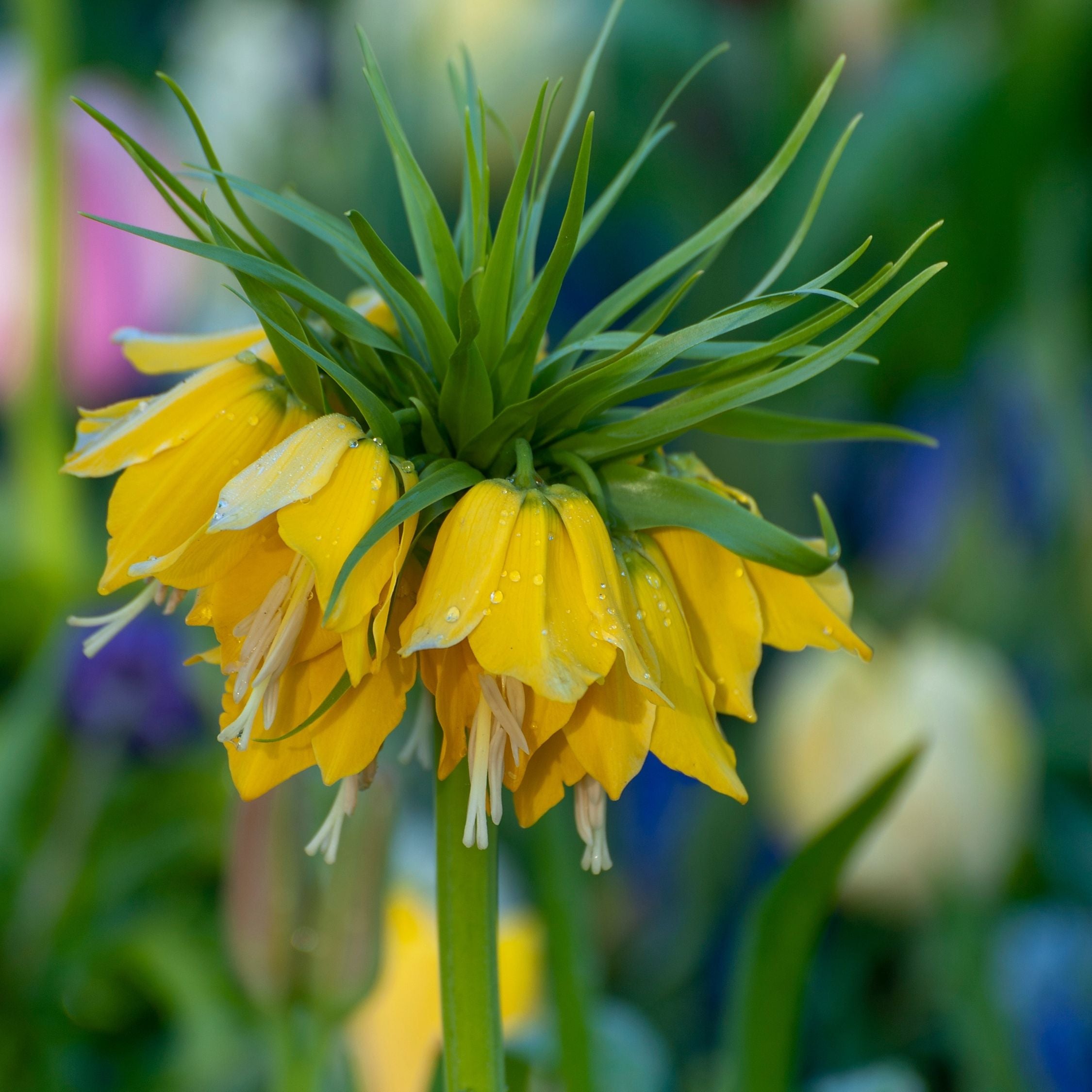 Set Of 3 Fritillaria Lutea – Outdoor Plant