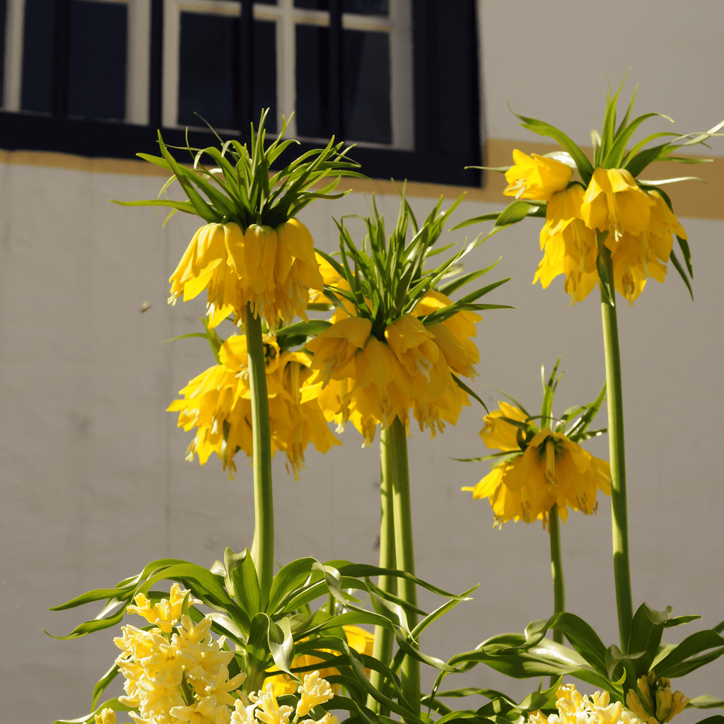 Set Of 3 Fritillaria Lutea – Outdoor Plant