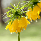 Set Of 3 Fritillaria Lutea – Outdoor Plant