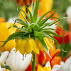 Set Of 3 Fritillaria Lutea – Outdoor Plant