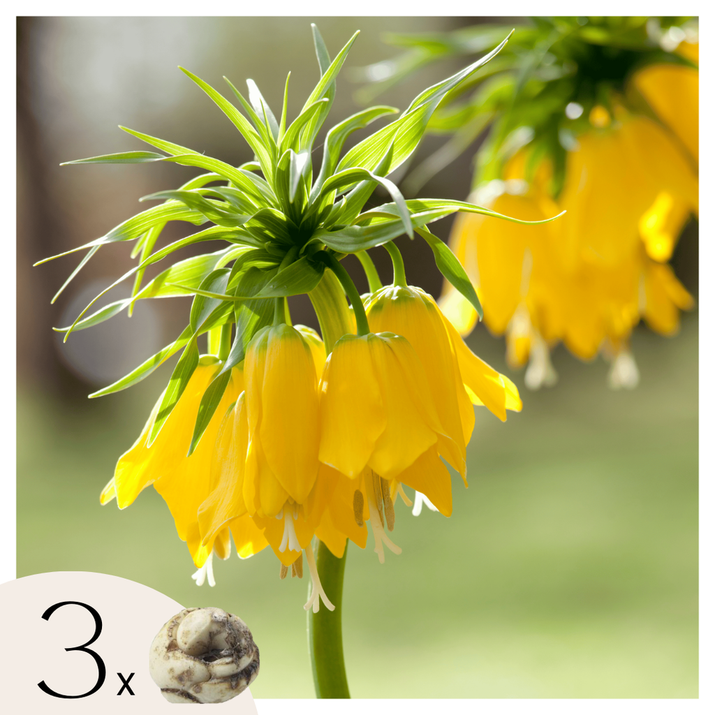 Set Of 3 Fritillaria Lutea – Outdoor Plant