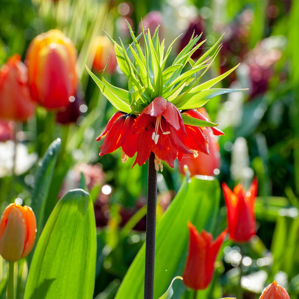 Lote de 3 fritilarias Rubra – Planta de exterior