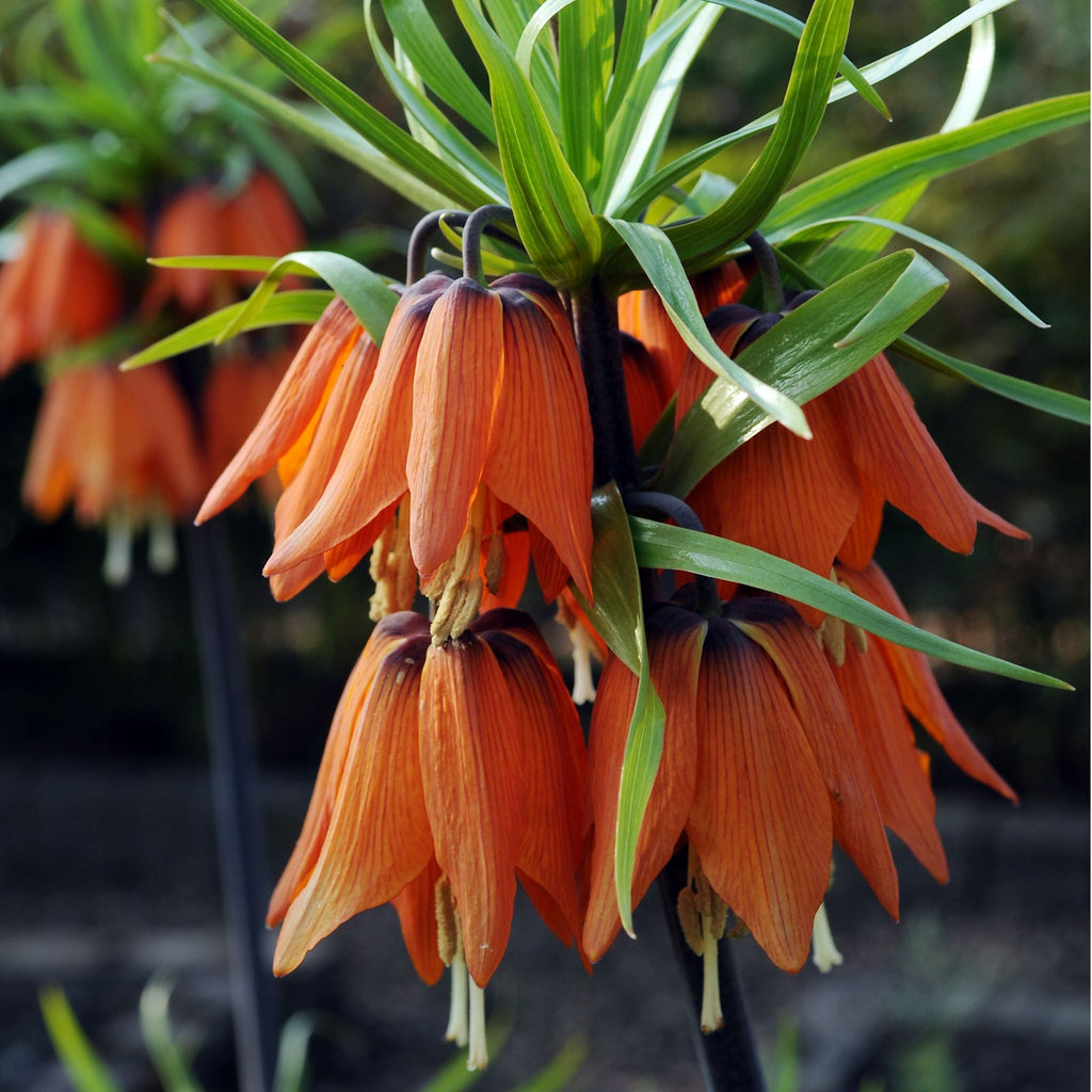Lote de 3 fritilarias Rubra – Planta de exterior